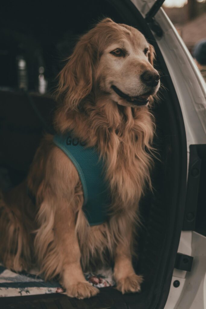 Charming golden retriever sitting in a car, wearing a teal harness, with a warm expression.